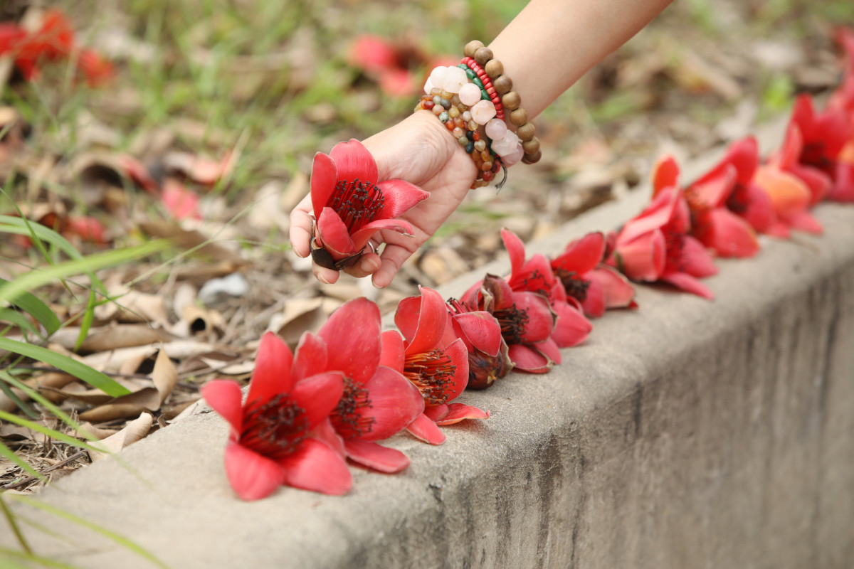 Blooming silk cotton tree flowers lining a street in Hanoi